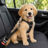 pet safety car belt
